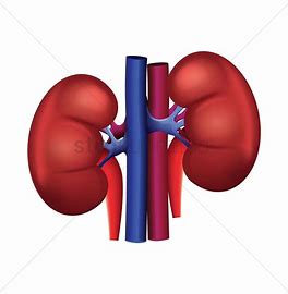 kidney.jpg