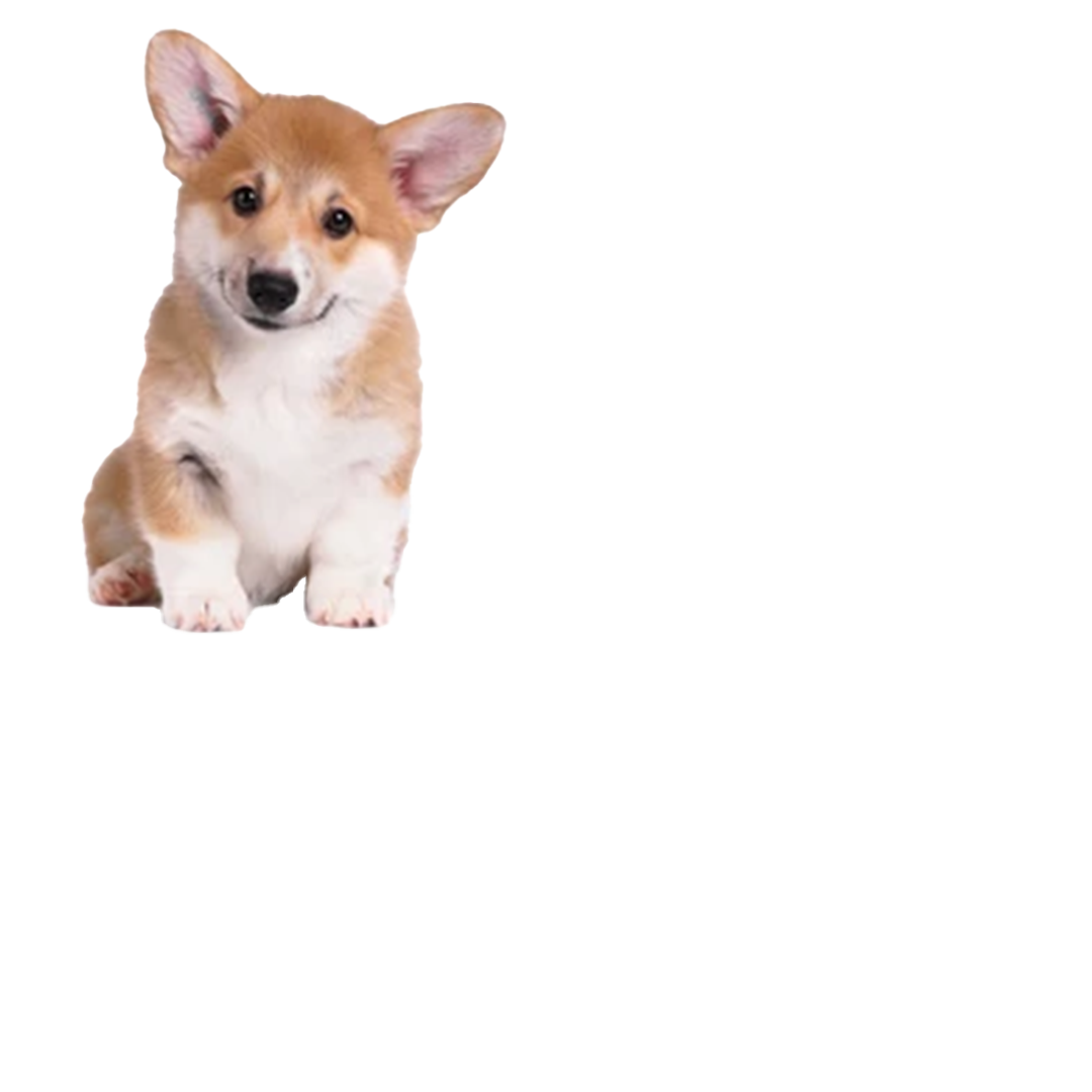 corgi-cute.png