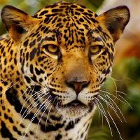 ASlowCheetah
