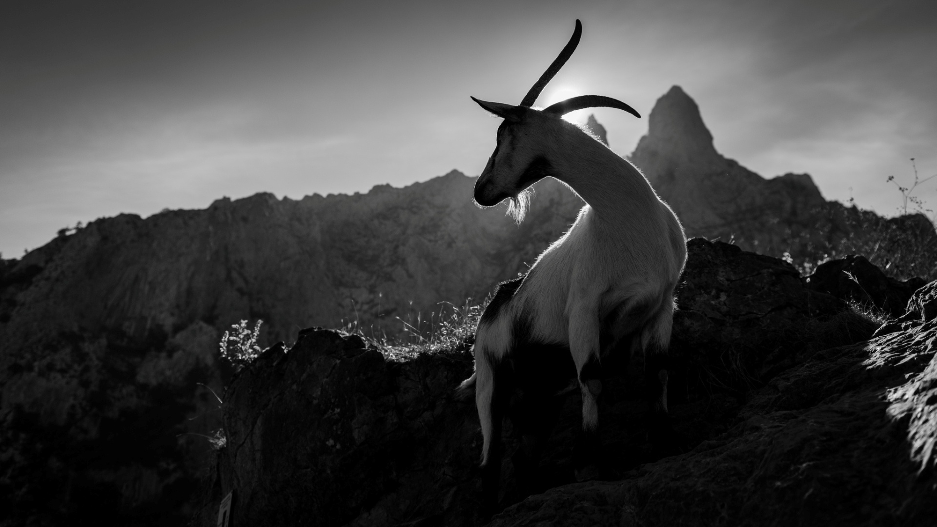 mountain_goat_2-1920x1080.jpg