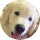 AlgoDoggo