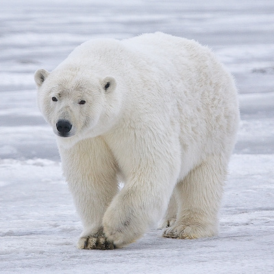 Polar_Bear_-_Alaska.jpg