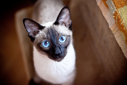 Siamese_207.jpg