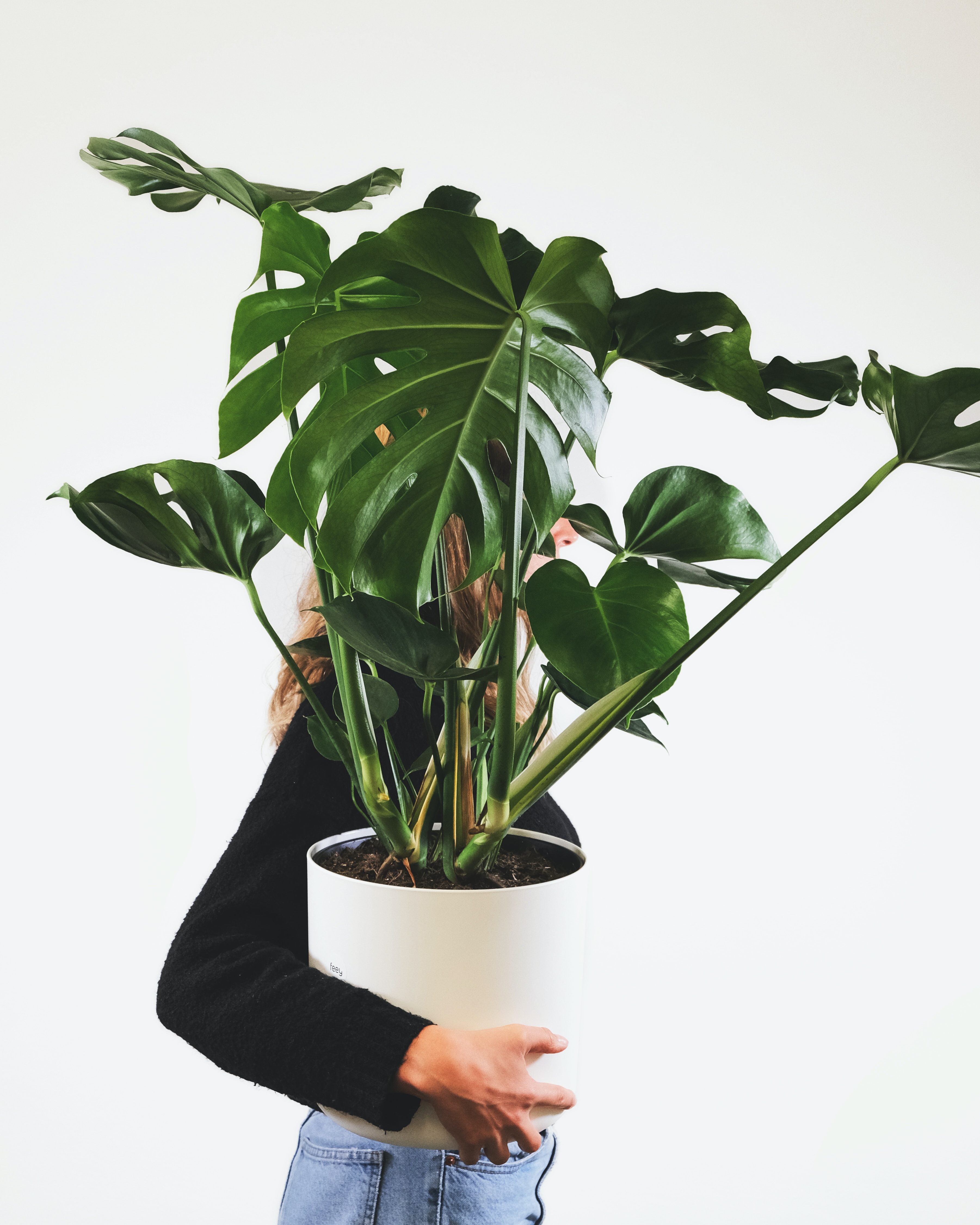 Monstera.jpg