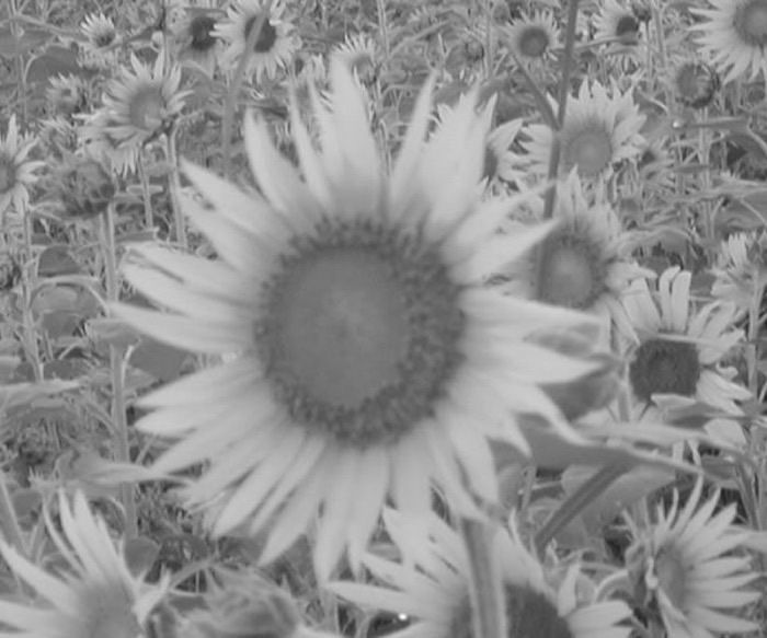 grayflowers.jpg