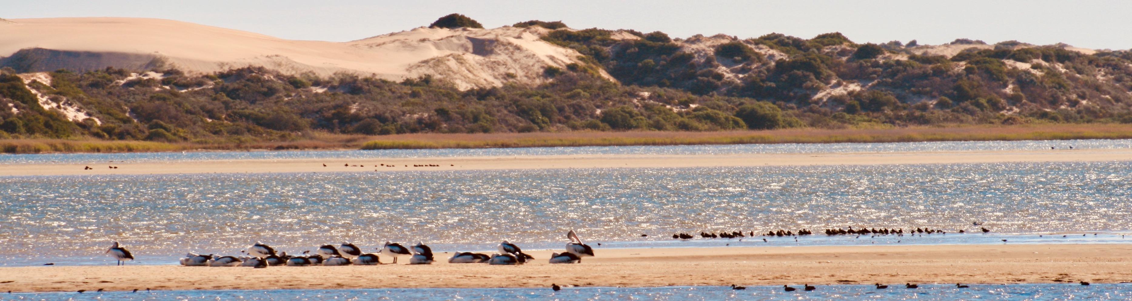 coorong_banner.jpeg