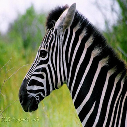 zebra58.png