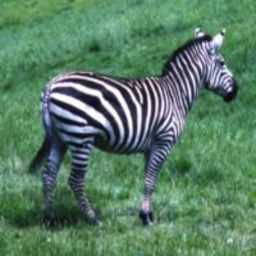 zebra87.png