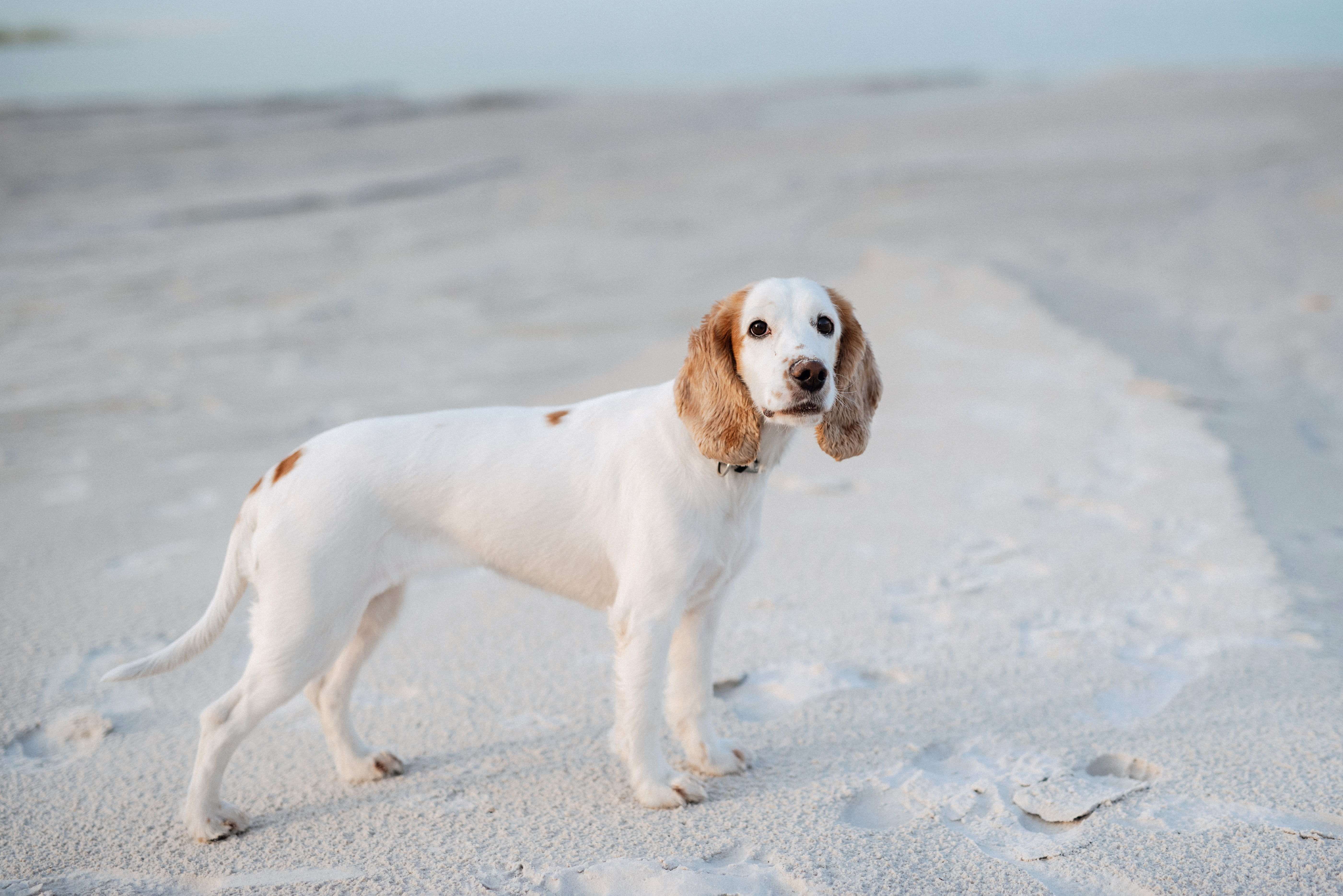 vecteezy_white-cheerful-young-dog-spaniel__403.jpg