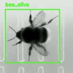 BEEhaviourLab
