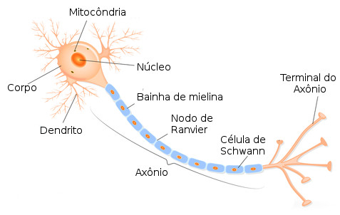 estrutura-neuronio.jpg