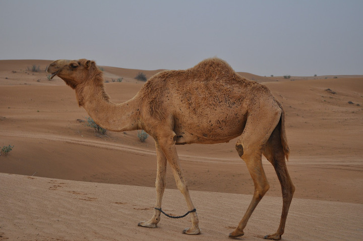 camel1280.jpg