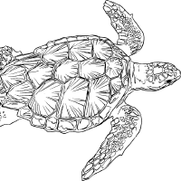 BlackTurtle123