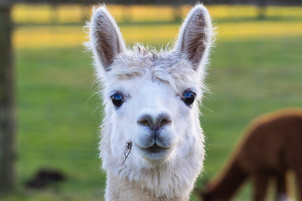 sample_alpaca.jpg