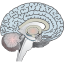 Brain-WP