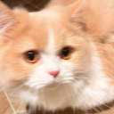CCCq-C profile avatar