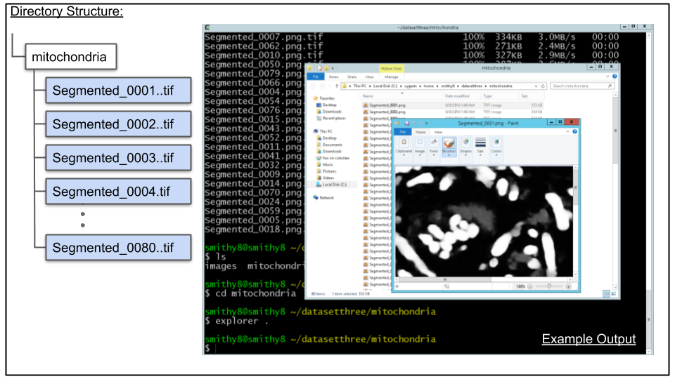 Screenshot in windows showing contents of ensembled directory and of image result from cdeep3m