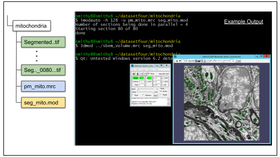 Terminal showing imodauto and 3dmod displaying results