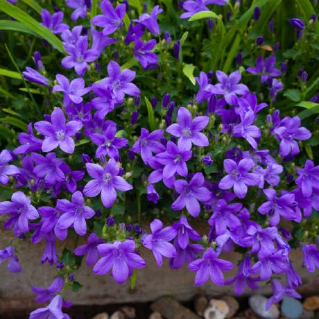 Campanula