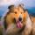 CollieIsCute