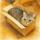 Companion-Animals-Project