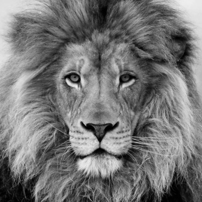 lion-content.jpg