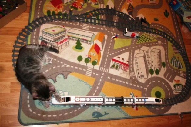 catandtrain.jpg