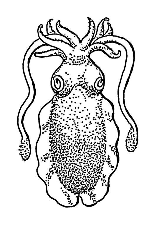 506px-Cuttlefish_1_(PSF).png