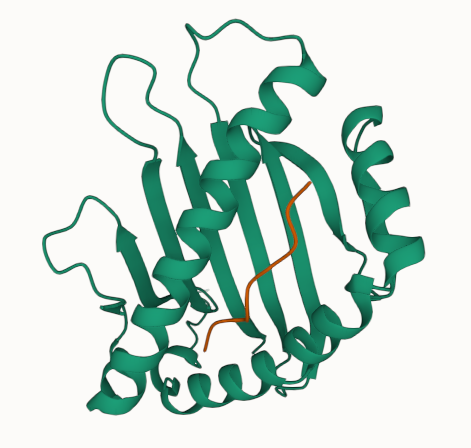 pmhc_pdb_example.png