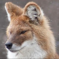 Dhole