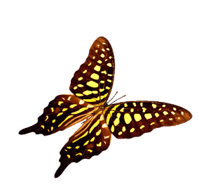 butterfly6.png