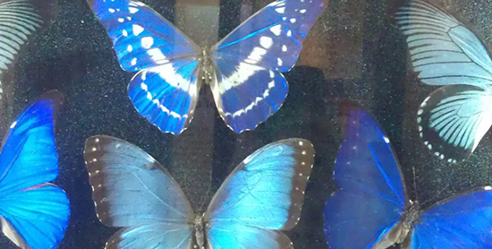blue butterflies in a museum exhibition case