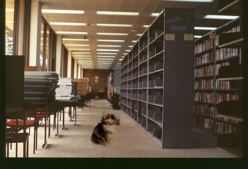 kitten_library.png