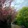 EvergreenTree