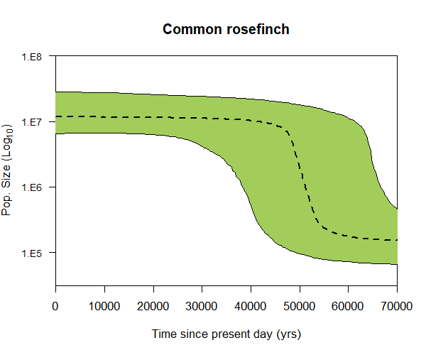 common_rosefinch_BSP.png