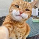 FelinGG