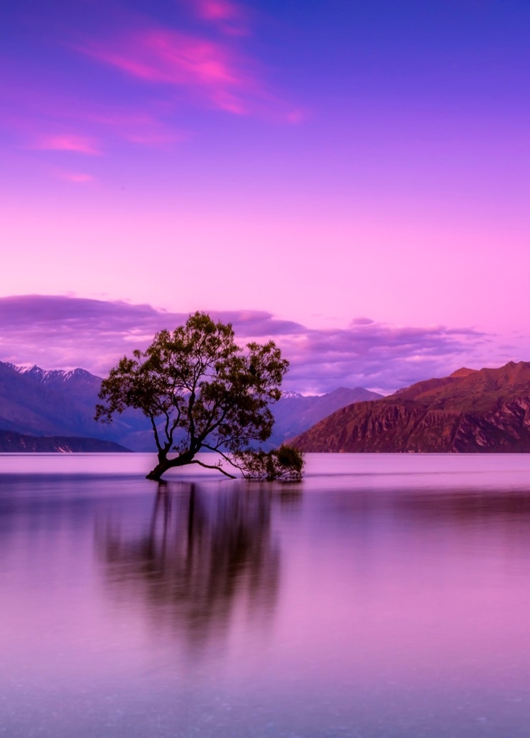 Tree on island in lake with purple sunrise.