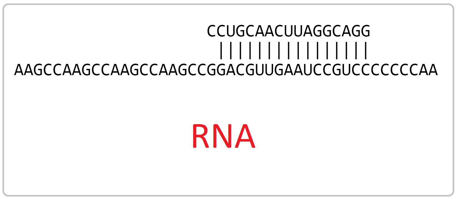 RNA complementarity.png