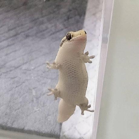Gecko-Gecko