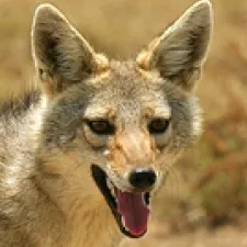 Gentimir