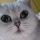 GhostCatcg