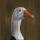 Goose-e