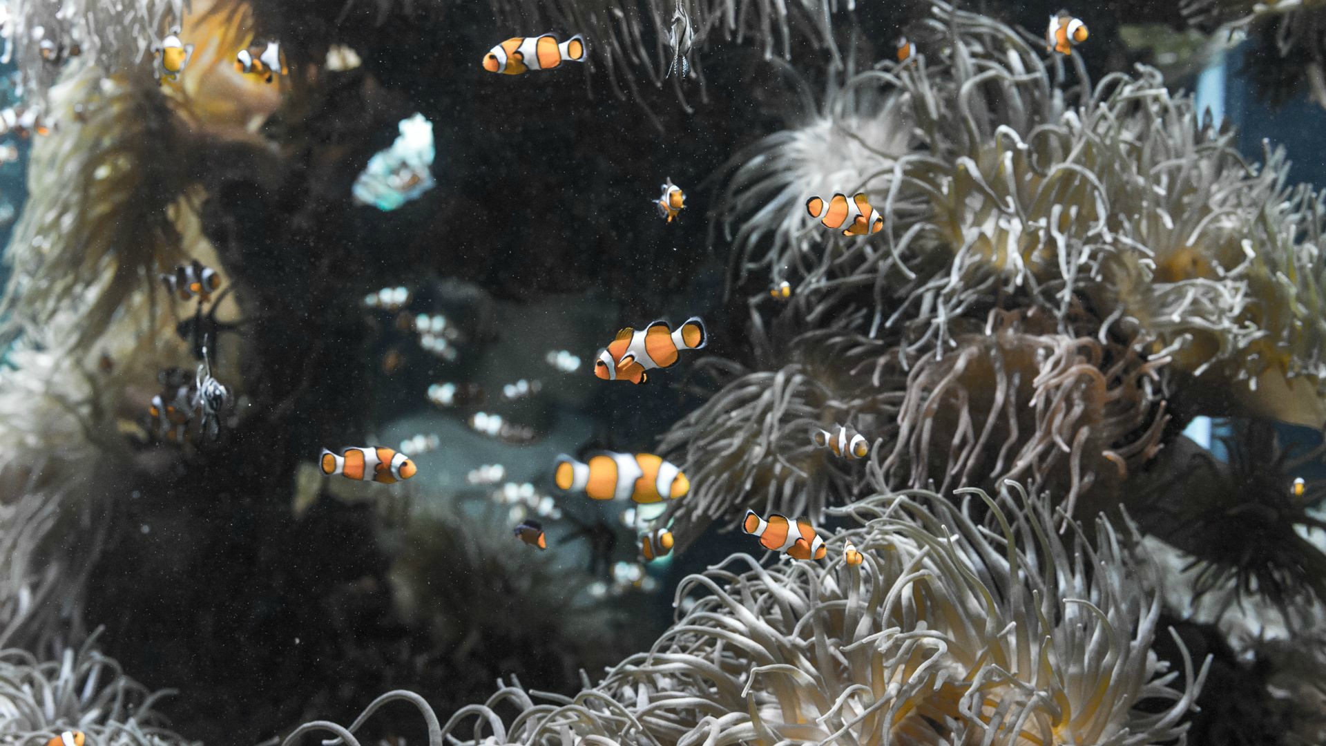 animals-clownfish.jpg