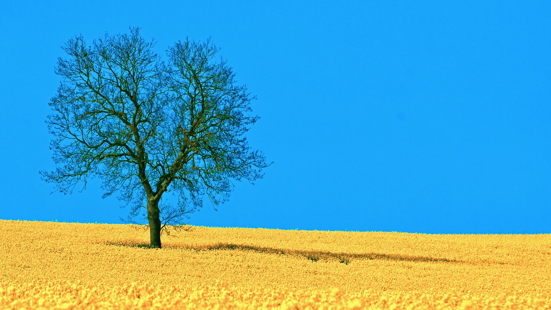 landscapes_nature_horizon_trees_blue_skies_lone_tree_1920x1080.jpg