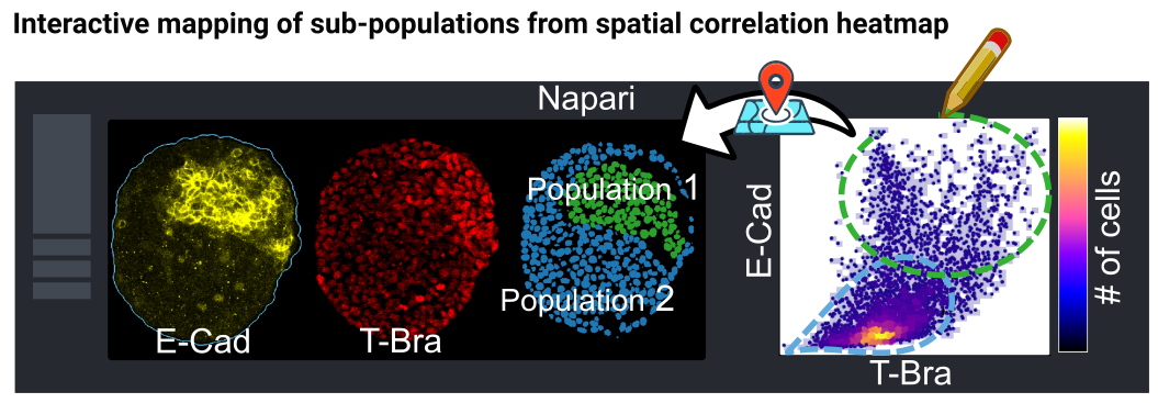 Fig_Napari_correlation.png