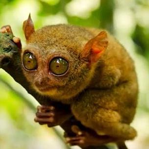 HNicolas