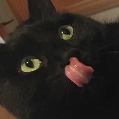discusser-avatar