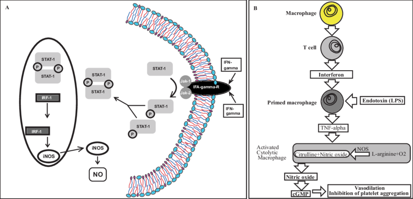 Fig-3-A-Inducible-nitric-oxide-synthase-iNOS-generation-Nitric-oxide-NO-is.png