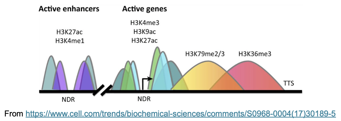 histone.png