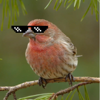InnocuousFinch